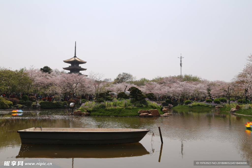 樱花