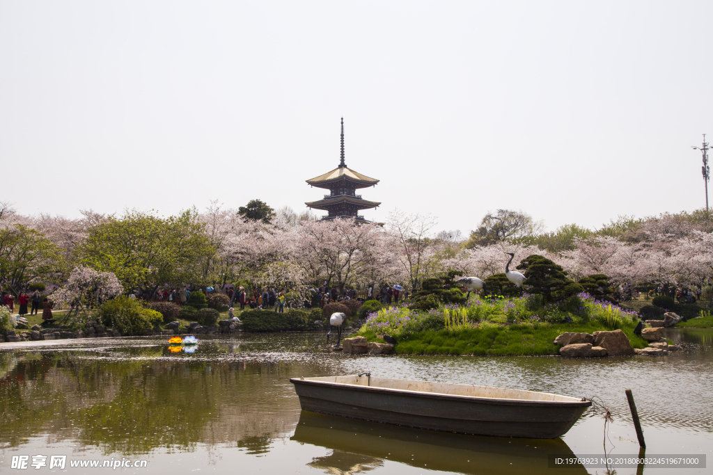 樱花