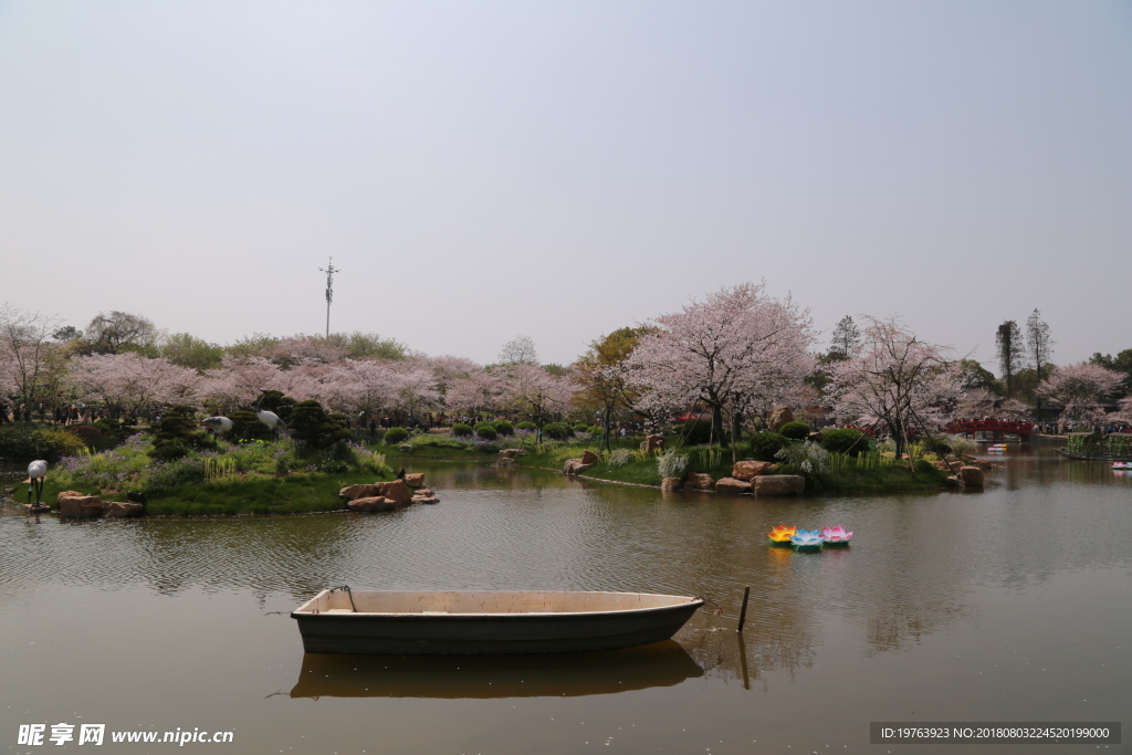 樱花