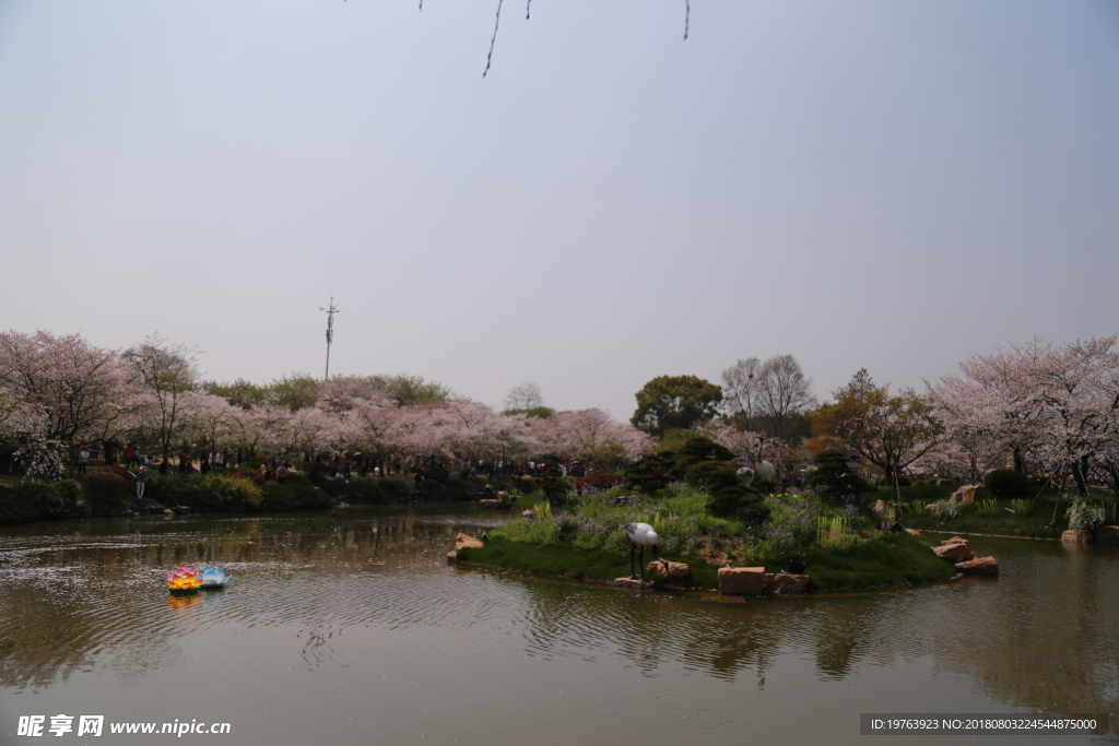 樱花