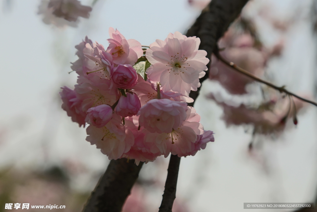 樱花