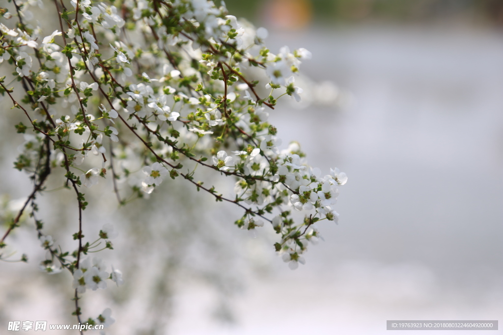 小白花