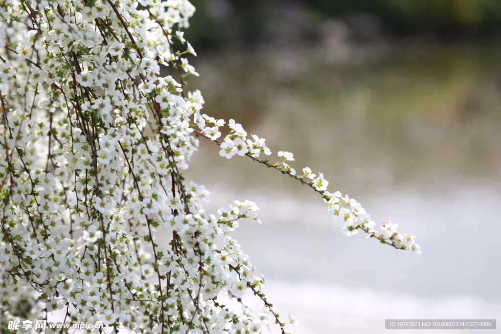 小白花