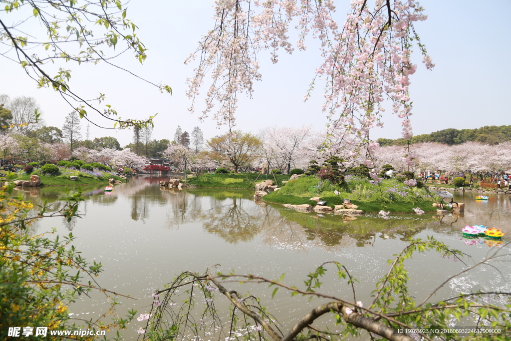 樱花