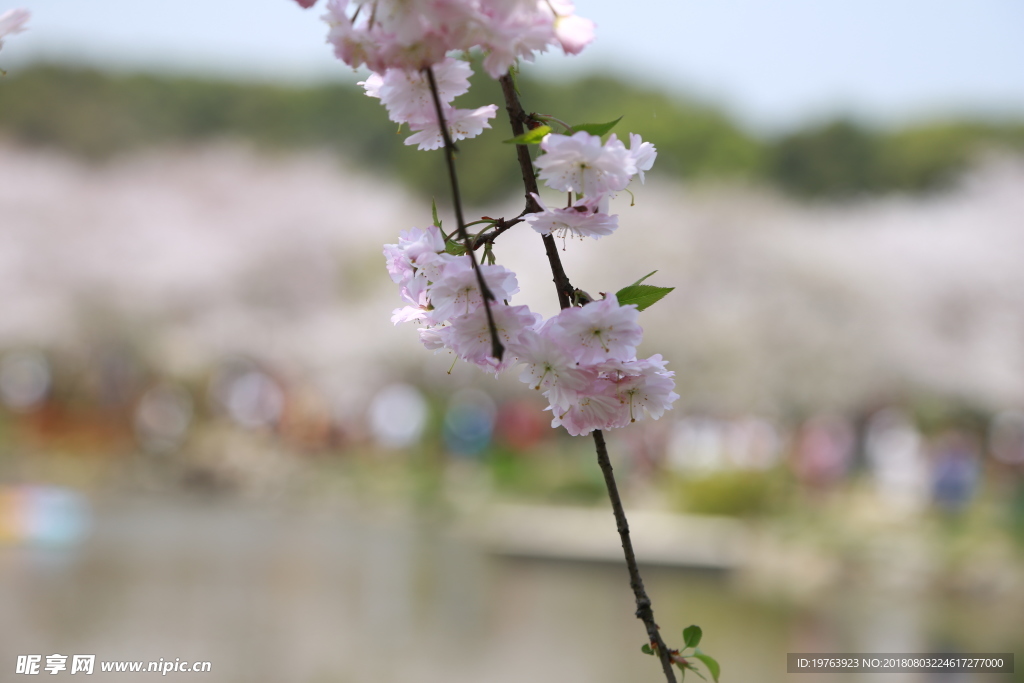 樱花