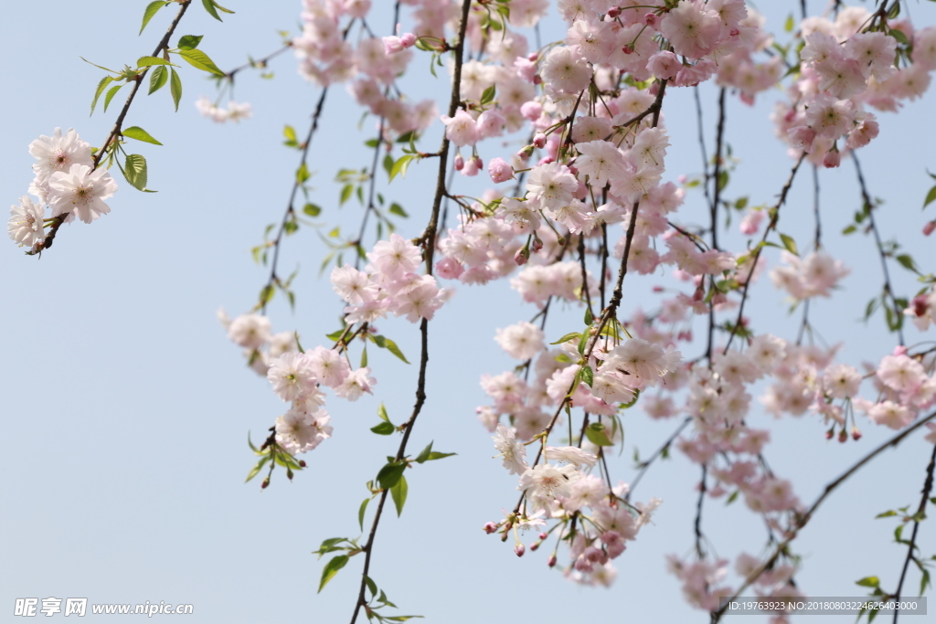 樱花