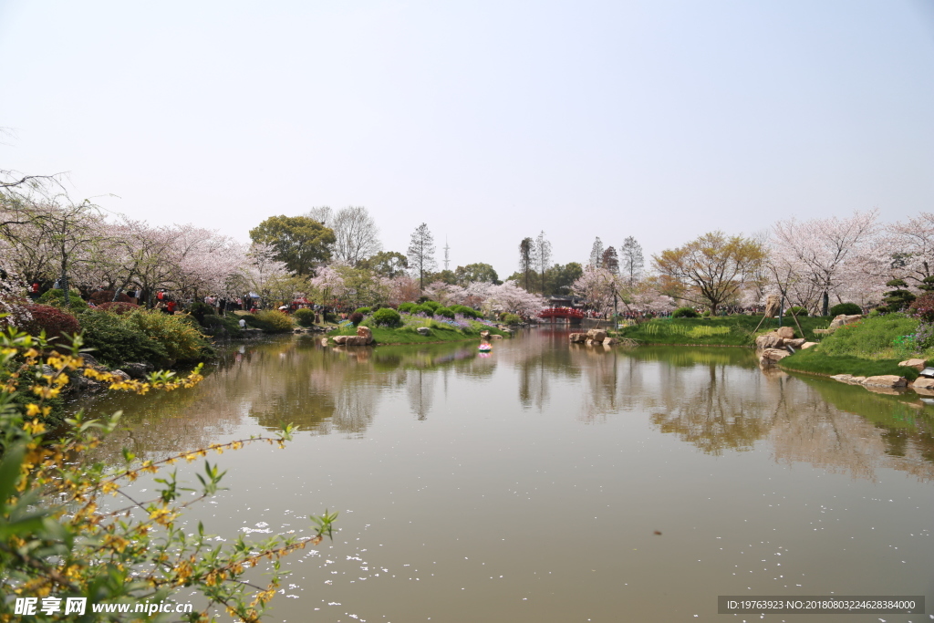 樱花
