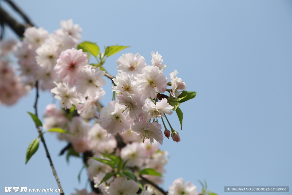 樱花