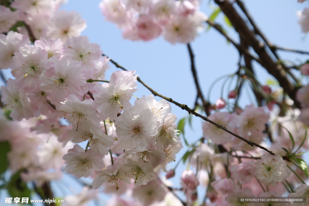 樱花