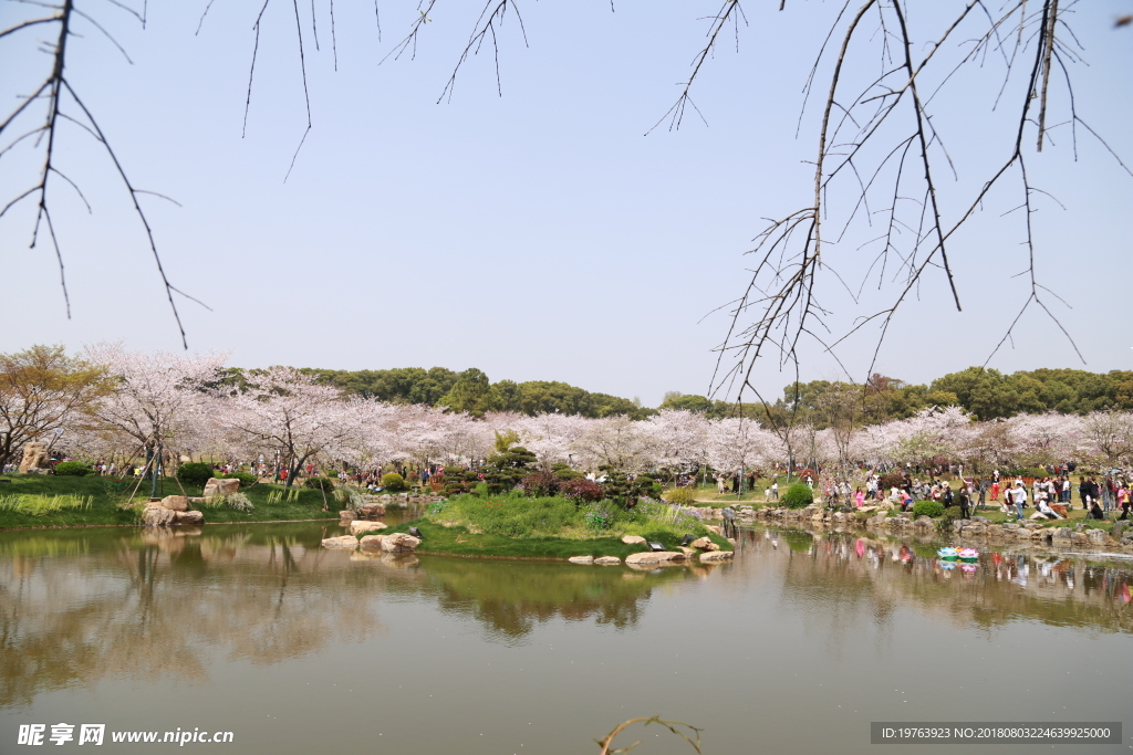 樱花