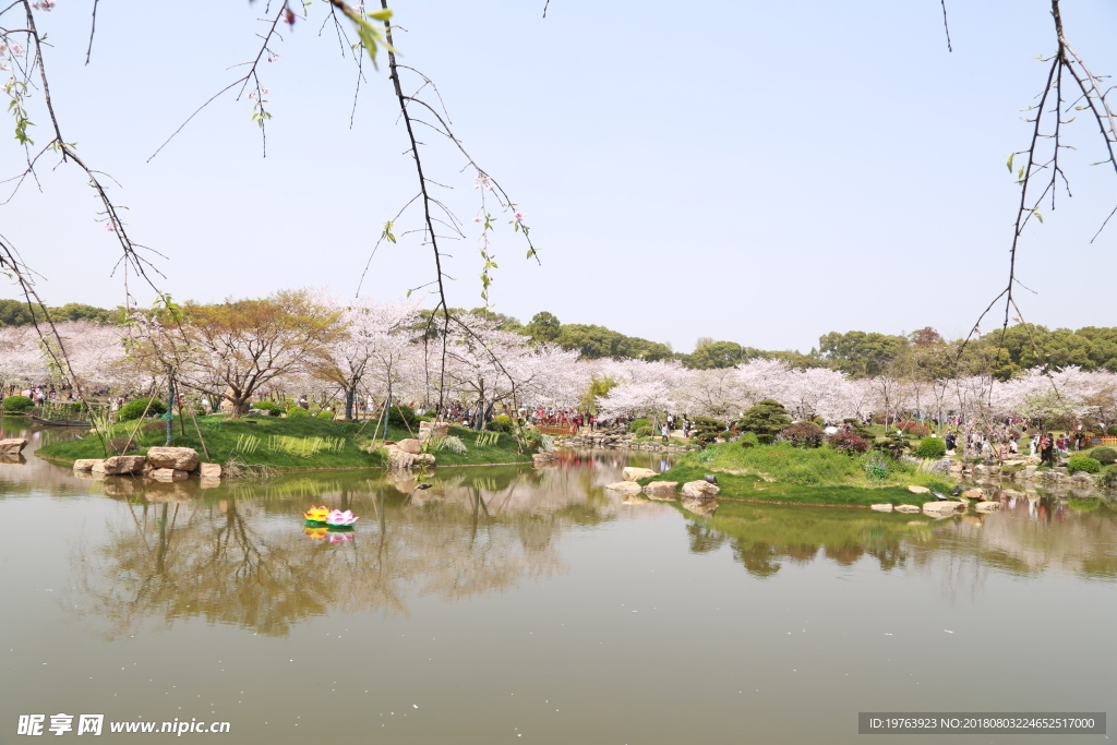 樱花