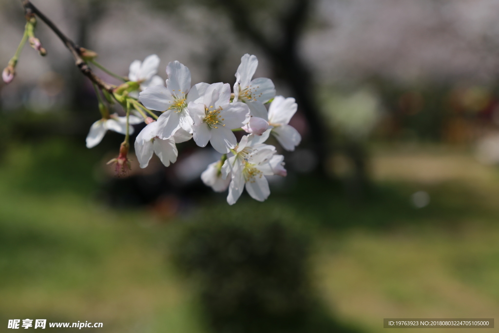樱花