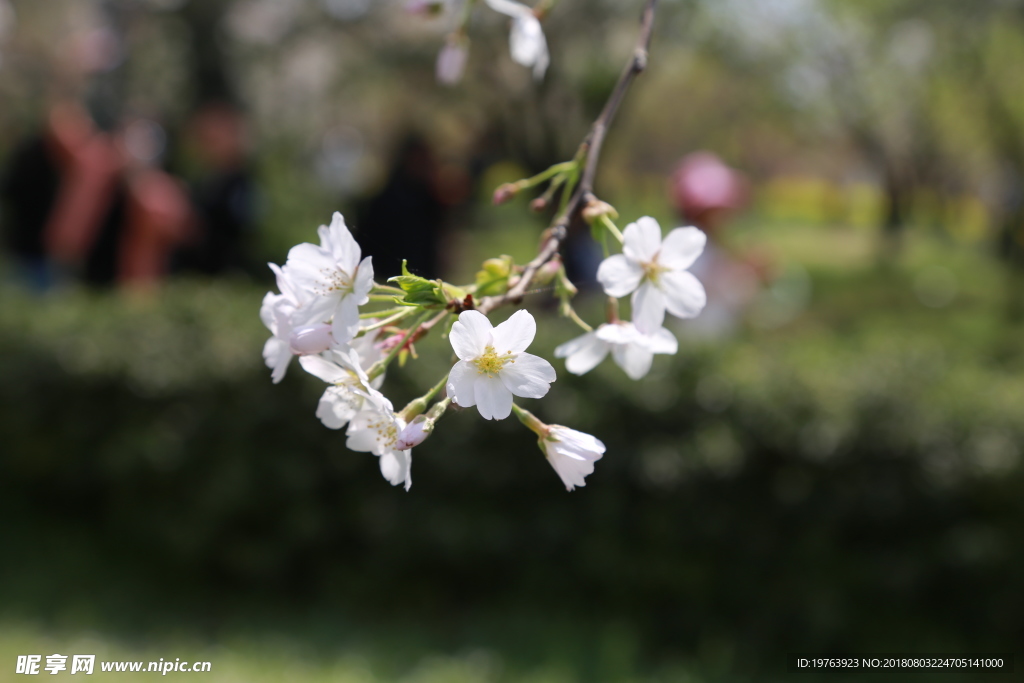 樱花