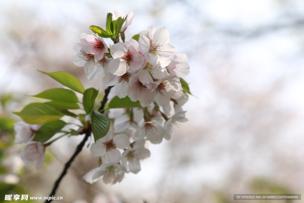 樱花