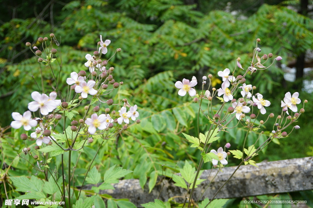 盛开的花朵