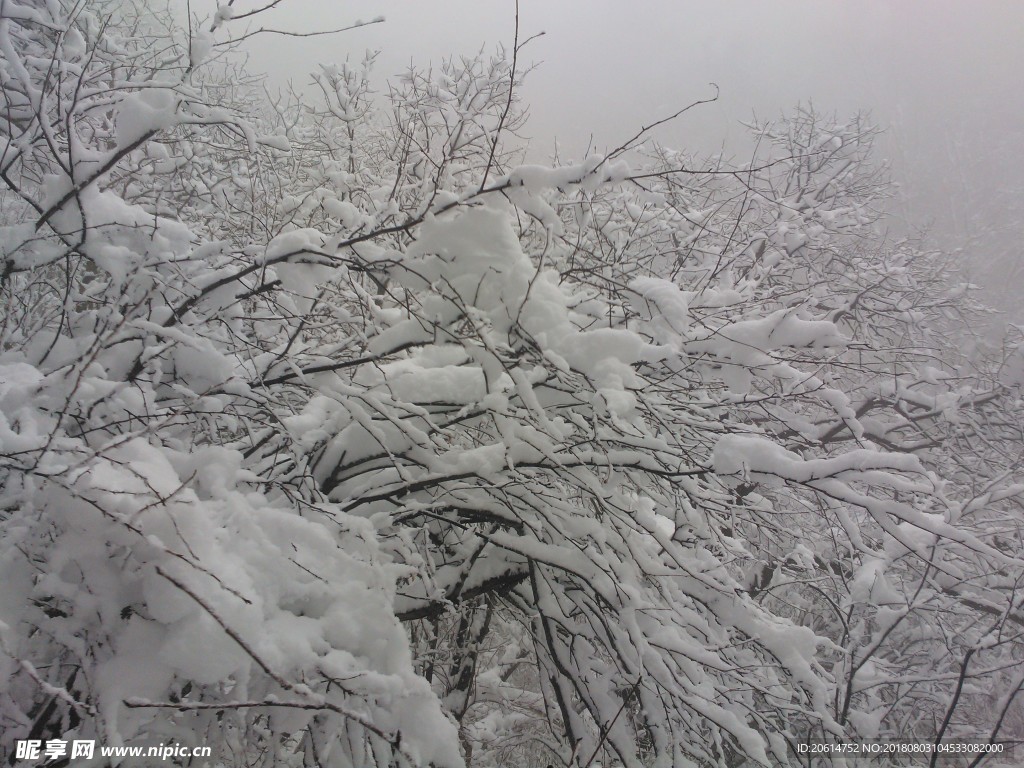 雪天的树林风景