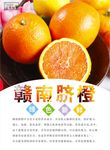 脐橙海报