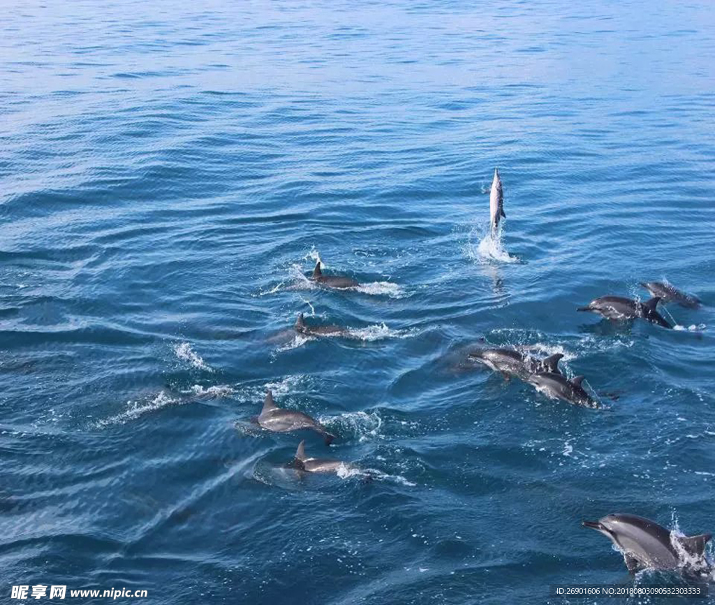 海豚 海水
