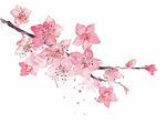 免扣花