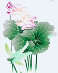 荷花高清图