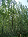 杨树