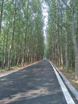 白杨树 林荫路