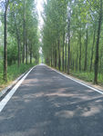 白杨树 林荫路