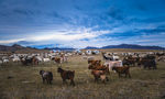 秋天内蒙古大草原上的羊群
