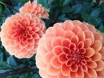 红色盛开的花朵