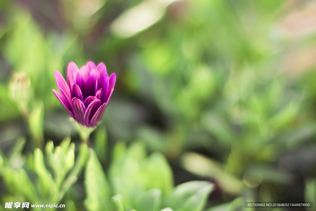紫红色鲜花