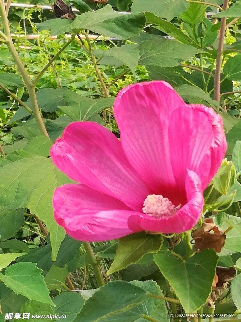 大花秋葵