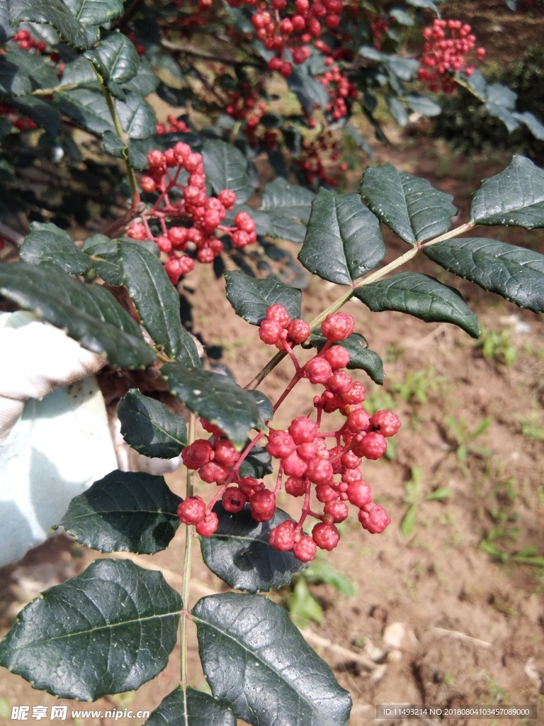 2018花椒 花椒 鲜花椒