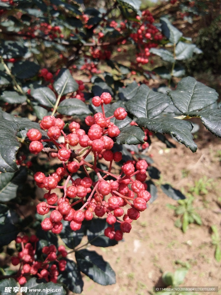 2018花椒 花椒 鲜花椒