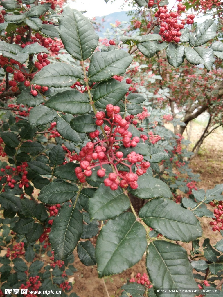 花椒