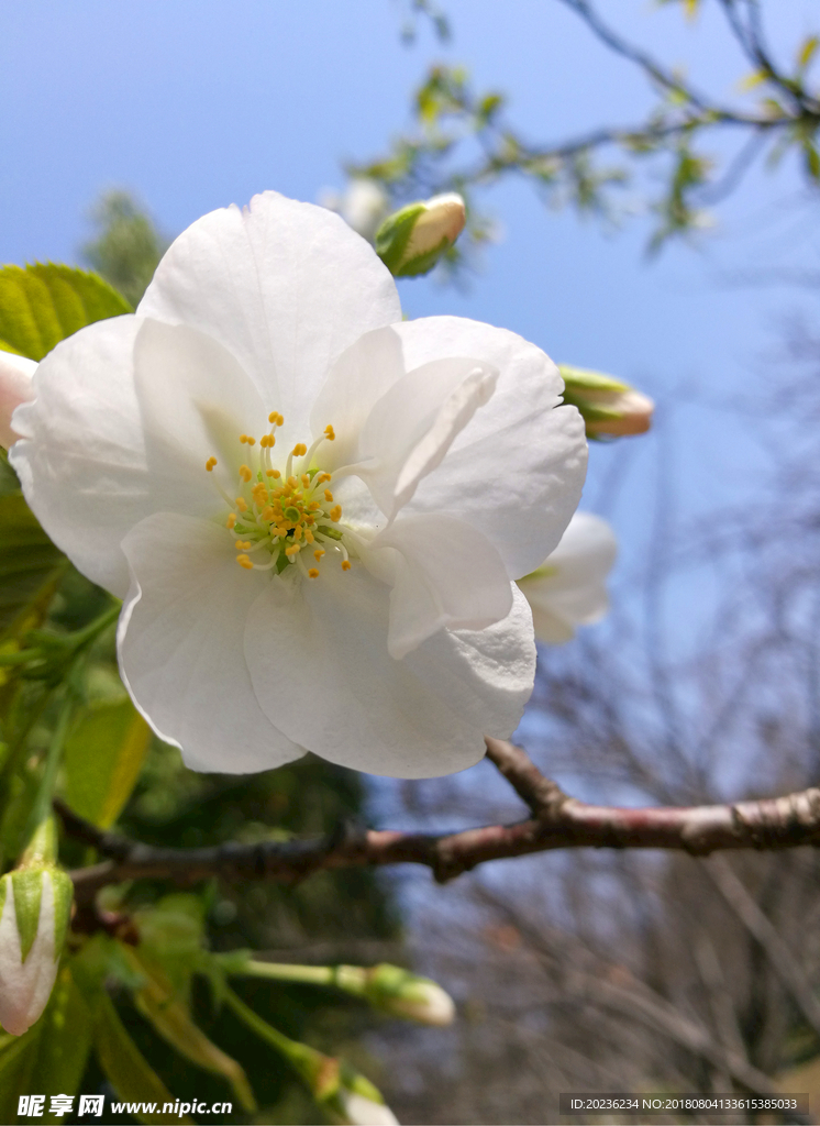 樱花