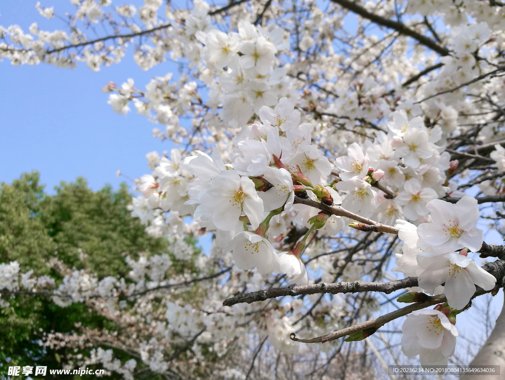 樱花