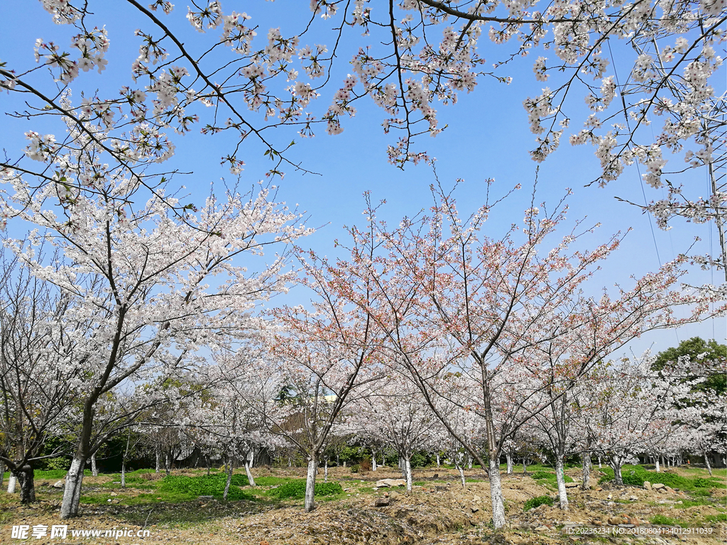 樱花