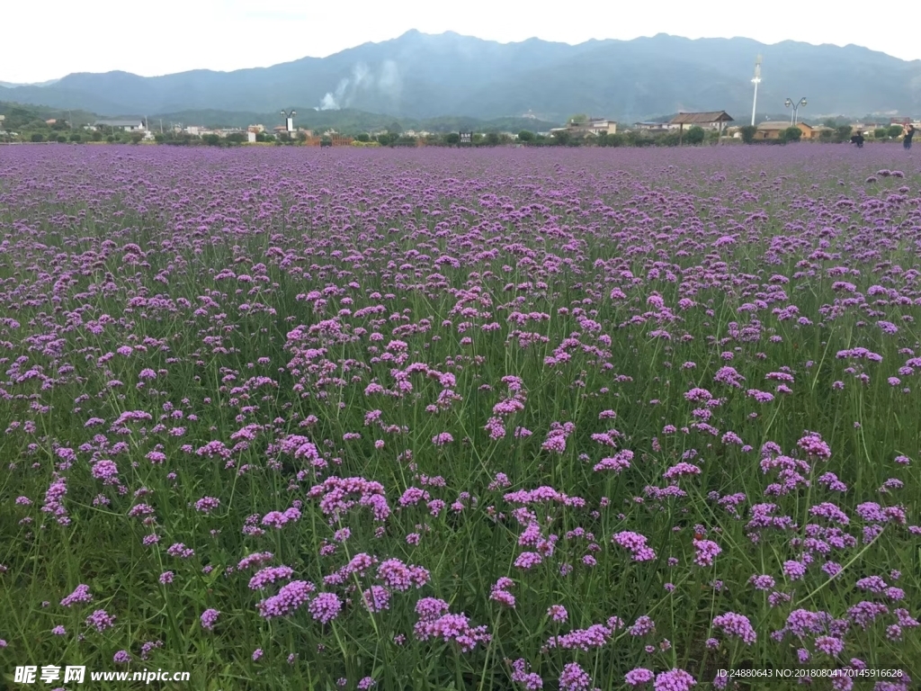 花海