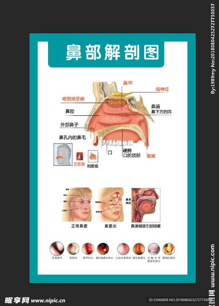 鼻部解剖图