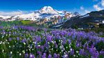 高山 山峰 雪山 森林  树林