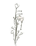 花枝图片