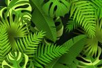 热带植物