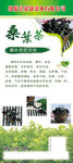 桑叶茶