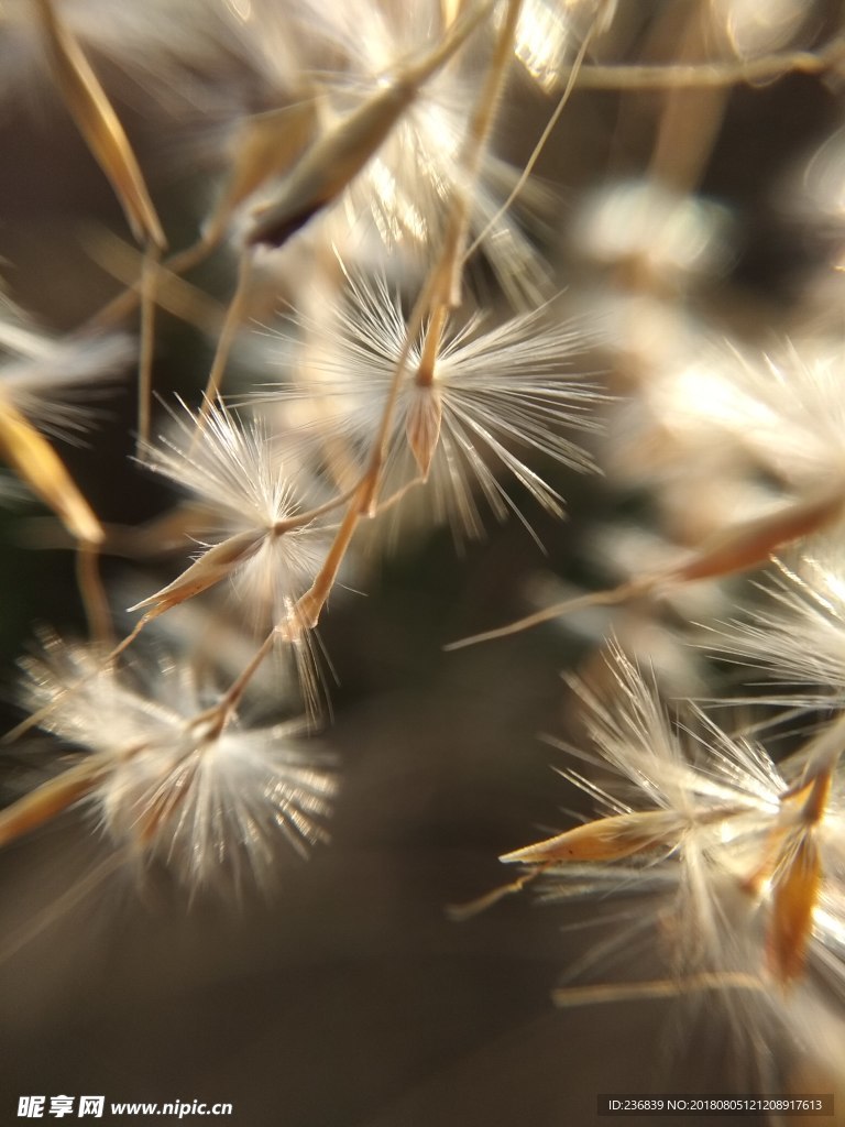 秋日干花特写