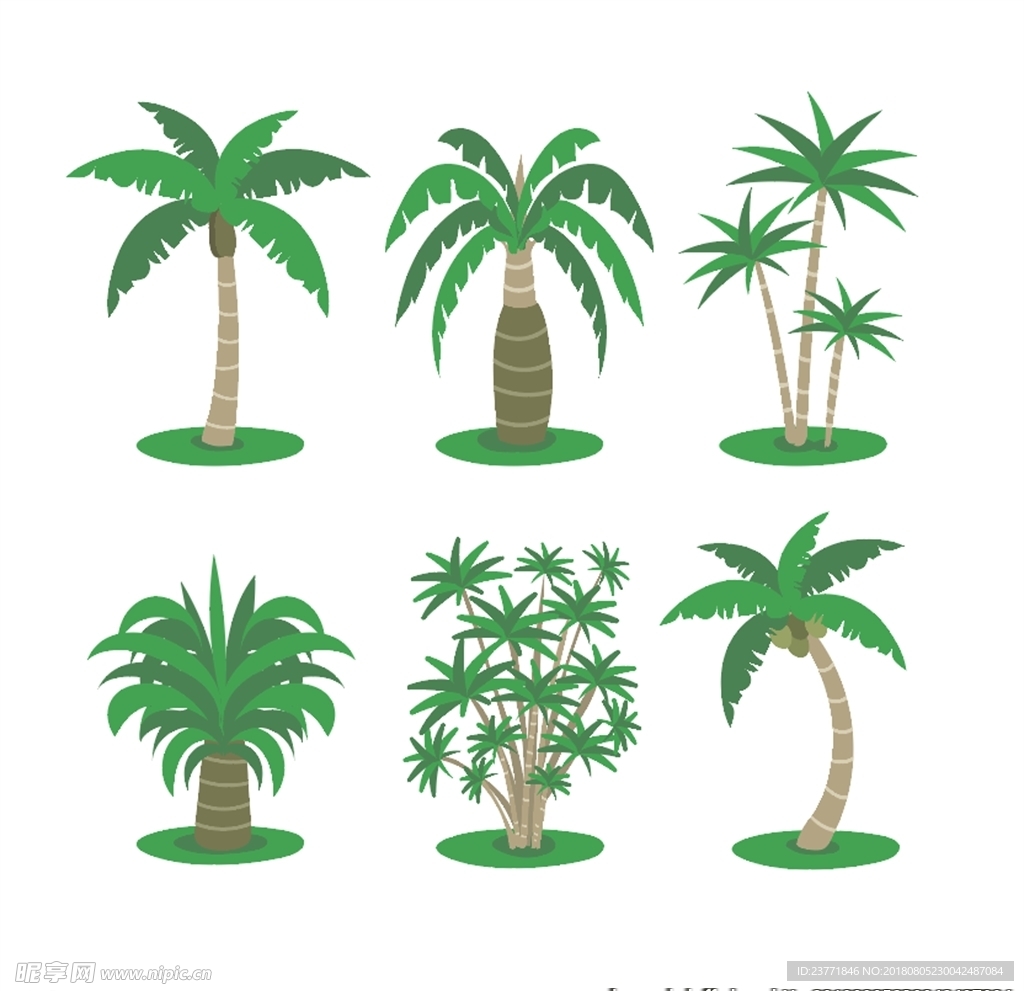 夏季椰子树