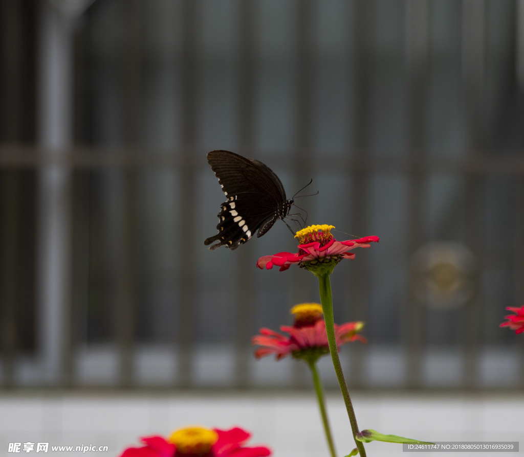 蝶恋花