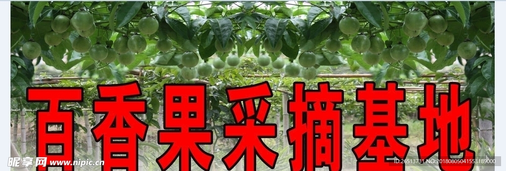 百香果采摘基地