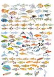 海洋鱼类生物
