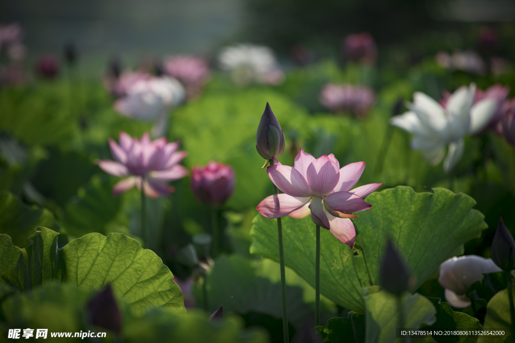 荷花