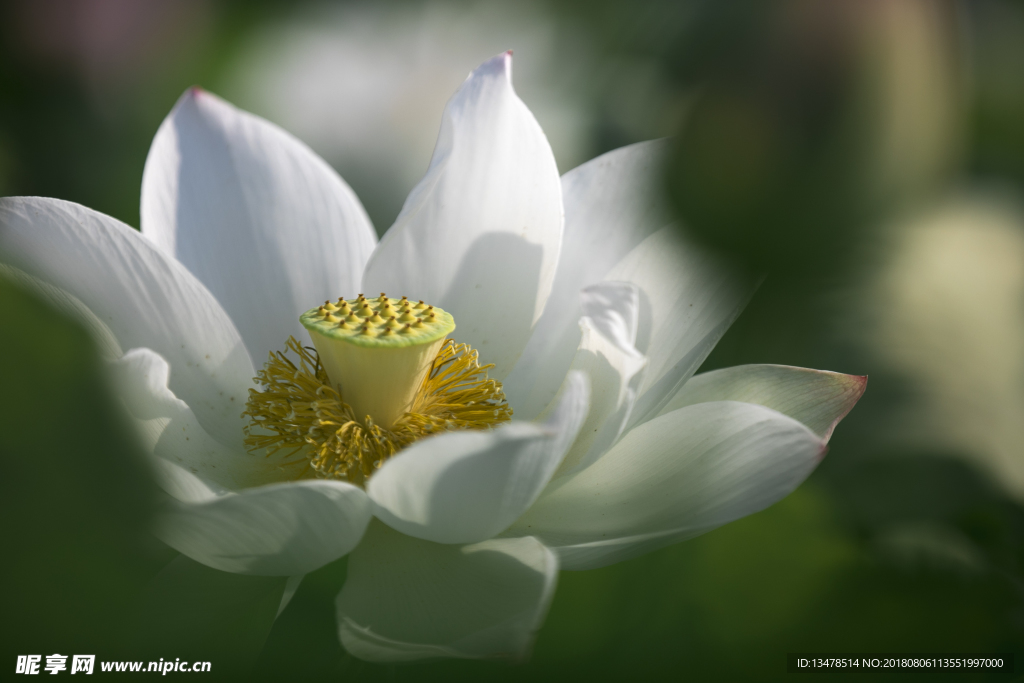 荷花